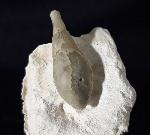 Stachel eines Tylocidaris baltica (SCHL�TER 1892) - Bild &copy; FossNet FossilienStore